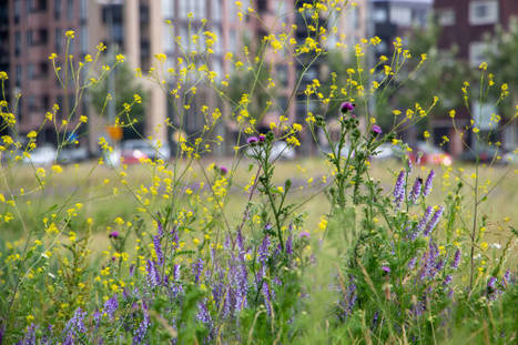 Une charte pour valoriser la biodiversit&eacute; en milieu urbain | L'actualit&eacute; de la politique de la ville | Scoop.it