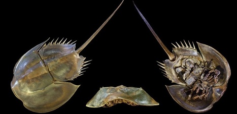La limule : un arthropode marin vieux de 450 millions d’années menacé d’extinction | EntomoNews | Scoop.it