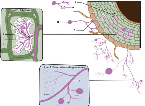 Cellular anatomy of arbuscular mycorrhizal fungi | CurB | RMH | Scoop.it