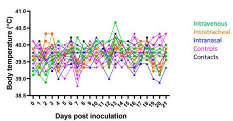 Viruses | Free Full-Text | Intravenous, Intratracheal, and Intranasal Inoculation of Swine with SARS-CoV-2 | Mucosal Immunity | Scoop.it