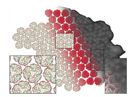 Lateral segregation of photosystem I in cyanobacterial thylakoids | The Plant Cell | Scoop.it