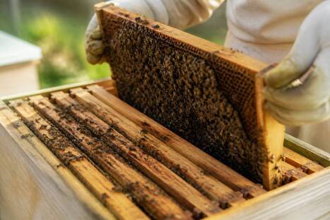 FRANCE : L&rsquo;apiculture face aux d&eacute;fis sanitaires et climatiques : comprendre les enjeux pour les ruches | CIHEAM Press Review | Scoop.it