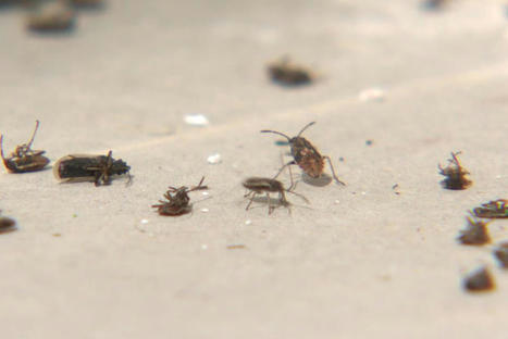 Réchauffement climatique : des punaises de céréales ont envahi une petite commune du Doubs | Variétés entomologiques | Scoop.it