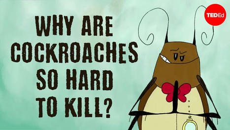Ameya Gondhalekar : Pourquoi les cafards sont-ils si difficiles à tuer ? | EntomoScience | Scoop.it