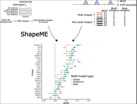 ShapeME: A tool and web front-end for de novo discovery of structural motifs underpinning protein-DNA interactions | jmb | RMH | Scoop.it