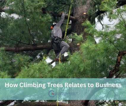 How Climbing Trees Relates to Business (Career Messages) | 212 Careers | Scoop.it