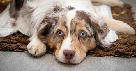 Moni joutuu luopumaan lemmikist&auml;&auml;n rahapulassa | Uutisia lyhyesti | Yle | 1Uutiset - Lukemisen t&auml;hden | Scoop.it