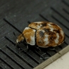 EntomoScience