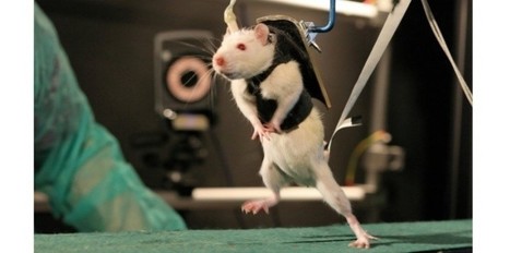 Rats paralysés: ils remarchent après un "réveil" de leur moelle épinière | 21st Century Innovative Technologies and Developments as also discoveries, curiosity ( insolite)... | Scoop.it
