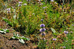 Biodiversité et ZNIEFF : La protection de la nature passe d’abord par sa connaissance. | Biodiversité | Scoop.it