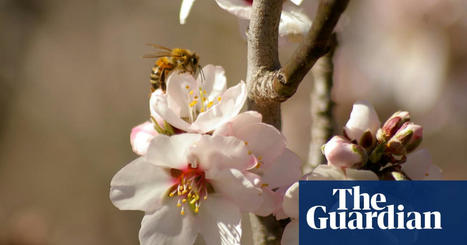 Australian almond harvest in jeopardy as ‘Covid for bees’ strikes apiaries | Bees | The Guardian | GTAV AC:G Y9 - Biomes and food security | Scoop.it