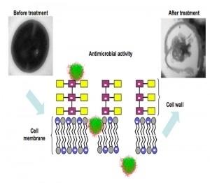 IBM Develops Anti-MRSA Staphylococcus killing Nanotechnology | Amazing Science | Scoop.it