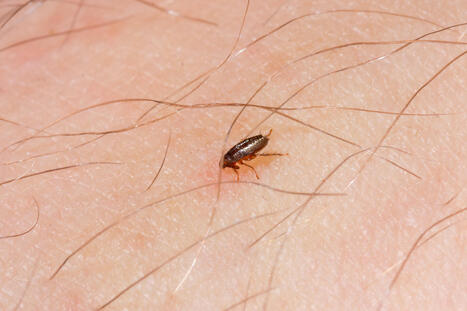 How to Kill Fleas | Transforming Interiors | Commercial and Property Management | Scoop.it