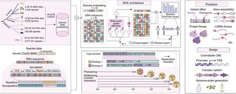 DeepD enables efficient genome modeling and controllable long-context sequence generation across domains of life | brvai | RMH | Scoop.it