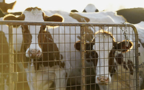 Maidonviejäjätti Uusi-Seelanti turvautuu ensimmäisenä maana joukkoteurastuksiin mykoplasman takia – 126 000 lehmää tapetaan | Yle Uutiset | yle.fi | 1Uutiset - Lukemisen tähden | Scoop.it