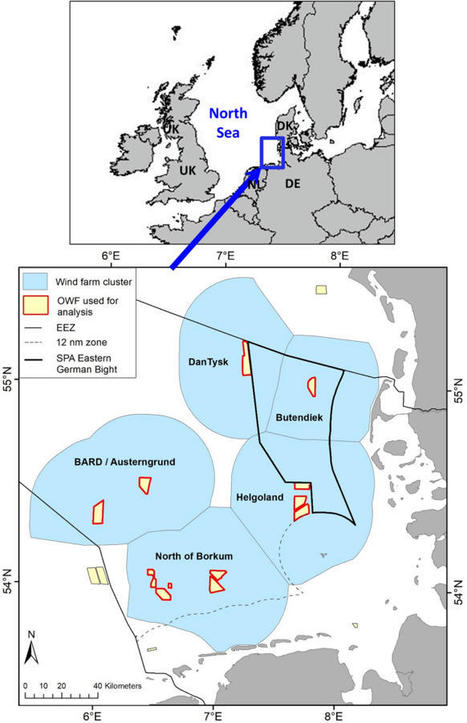 Large-scale effects of offshore wind farms on seabirds of high conservation concern - Scientific Reports | Biodiversité | Scoop.it