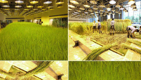 Bringing Nature Back into Your Life -- And The Work Place | BIODIVERSITY IS LIFE  – | Scoop.it