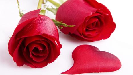 Hd Wallpapers 1080p Red Rose In All About Wallpapers Scoop It Images, Photos, Reviews