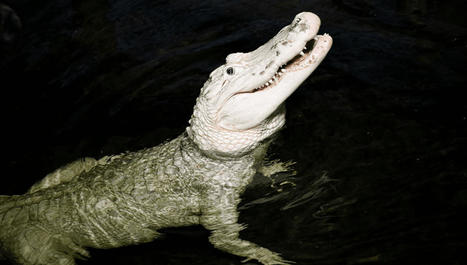 70 Coins Removed From Stomach Of Thibodaux The White Alligator | Soggy Science | Scoop.it