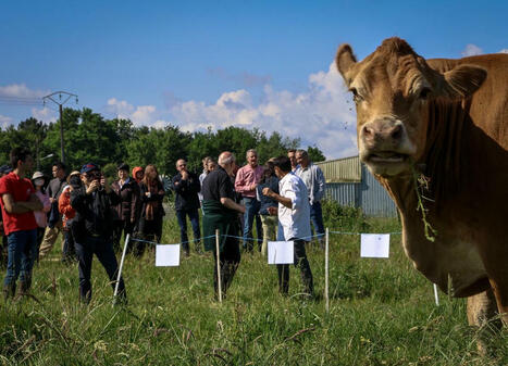 Salon de l’agriculture Nouvelle-Aquitaine : « La génétique bovine française est la meilleure », parole de Chinois | Actualité Bétail | Scoop.it