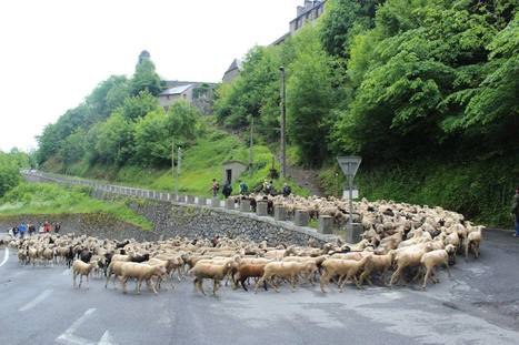 Transhumance en Rioumajou  le 23 mai 2015 #pastoralisme | Vallées d'Aure & Louron - Pyrénées | Scoop.it