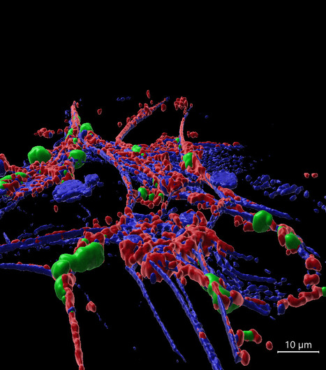 Phagocytose des ad&eacute;novirus par les neutrophiles : une r&eacute;action immunitaire qui peut mal tourner ! | Life Sciences Universit&eacute; Paris-Saclay | Scoop.it