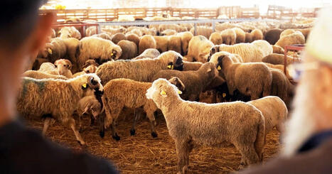 L’engraissement des moutons, une course au rendement sous contrainte | Actualité Bétail | Scoop.it