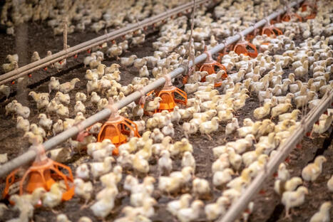 Cleanup of spill ongoing at Jefferson County egg farm amid bird flu outbreak - WPR.org | Operation Deimos | Scoop.it