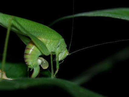 AU MOIS D'AOÛT : Sauterelle - Phaneroptera nana | Les Colocs du jardin | Scoop.it