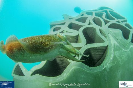 Méditerranée : L'Occitanie, pionnière en récifs artificiels | HALIEUTIQUE MER ET LITTORAL | Scoop.it