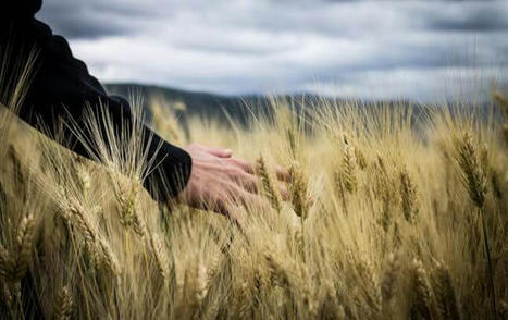 Crise de confiance et du pouvoir d'achat : quand les agriculteurs bio retournent au conventionnel | Questions de développement ... | Scoop.it