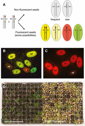 Traffic Lines: New Tools for Genetic Analysis in Arabidopsis thaliana | Plant Sciences | Scoop.it