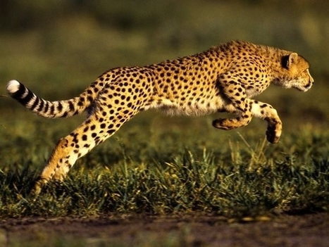 Curiosidades interesantes sobre los animales. | Artículos CIENCIA-TECNOLOGIA | Scoop.it