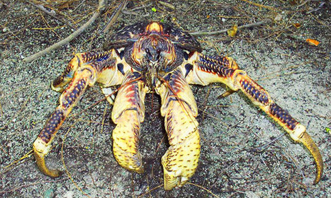 Ce crabe titanesque est capable d’exploser les noix de coco grâce à ses pinces destructrices | Variétés entomologiques | Scoop.it