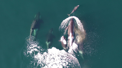 Killer whales are teaming up with dolphins on salmon hunts, study finds — but not everyone agrees | Soggy Science | Scoop.it
