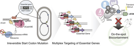 Multiplexed CRISPR base editing enables pulse-activated irreversible biocontainment of engineered bacteria | nar | RMH | Scoop.it