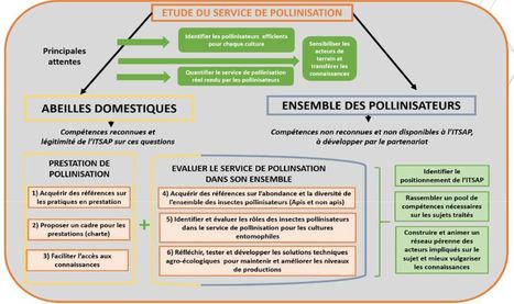 Quelles actions de recherche et développement doit mener l’ITSAP à l’avenir  sur le service de pollinisation ?  | EntomoScience | Scoop.it