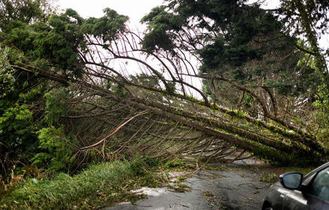 Bretagne : Les tonnes d’arbres tombés pendant la tempête Ciaran serviront à chauffer des logements | Immobilier | Scoop.it