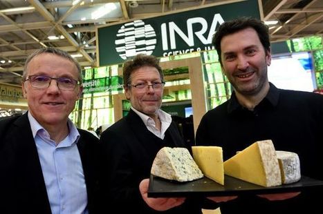 Auvergne et Savoie créent le seul Groupement d’intérêt scientifique dédié aux fromages AOP | Actualités de l'élevage | Scoop.it