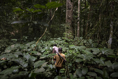 SWM Programme launches guide to understanding community hunting systems | &Eacute;cosyst&egrave;mes Tropicaux | Scoop.it