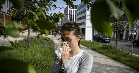 D&eacute;cryptage. &laquo;&nbsp;Une explosion&nbsp;&raquo;&nbsp;: pollens, acariens, fruits, l&eacute;gumineuses&hellip; Bient&ocirc;t tous allergiques&nbsp;? | Plan&egrave;te DDurable | Scoop.it