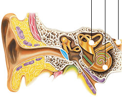 Esas prótesis nuestras: hacia la creación del oído interno | Diversifíjate | Scoop.it