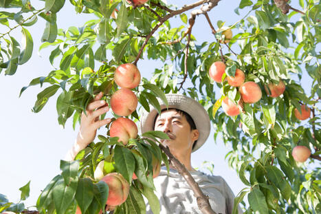 California farmers to destroy 420,000 peach trees after Del Monte collapses - The Independent | Operation Deimos | Scoop.it