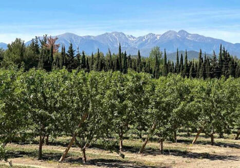 Souverainet&eacute; 2035 (3/6) : en fruits et l&eacute;gumes, &laquo; un seul march&eacute;, une seule r&egrave;gle &raquo; - Pleinchamp | FRUITS ET L&Eacute;GUMES | Scoop.it