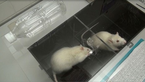Rats forsake chocolate to save a drowning companion:  the rodents feel empathy. | Empathy and Animals | Scoop.it