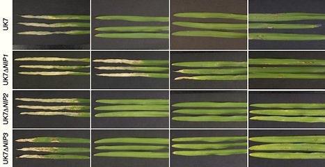 MPMI: Necrosis-inducing proteins of Rhynchosporium commune, effectors in quantitative disease resistance (2012) | Plants and Microbes | Scoop.it
