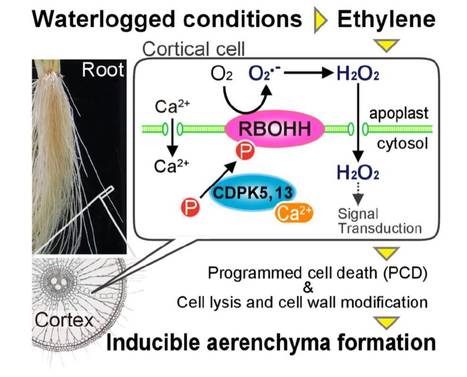 An NADPH Oxidase RBOH Functions in Rice Roots during Lysigenous Aerenchyma Formation under Oxygen-Deficient Conditions ($) | The Plant Cell | Scoop.it