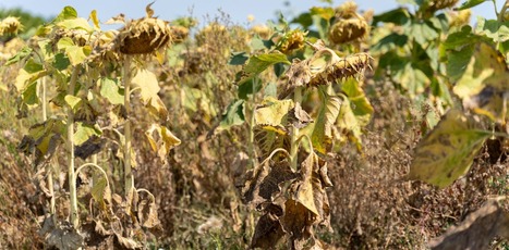 Comment l&rsquo;agriculture peut-elle s&rsquo;adapter aux &eacute;t&eacute;s de plus en plus&nbsp;secs&nbsp;? | Plan&egrave;te DDurable | Scoop.it