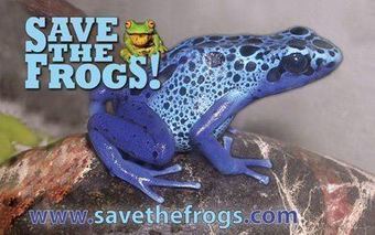 "The Frogs are Disappearing" Lecture @ SHJC | Cayo Scoop!  The Ecology of Cayo Culture | Scoop.it