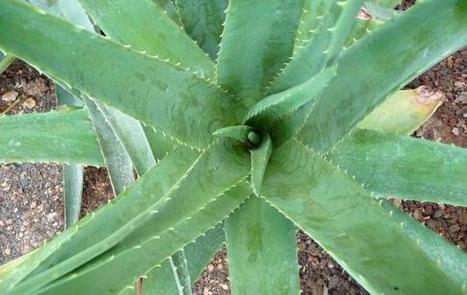 L'Aloe vera contro l'inquinamento domestico. Tutte le piante che puliscono l'aria - Aloe vera, inquinamento domestico, Chamaedorea, Kenzia, Crisantemo, Dracena marginata | Orto, Giardino, Frutteto, Piante Innovative e Antiche Varietà | Scoop.it